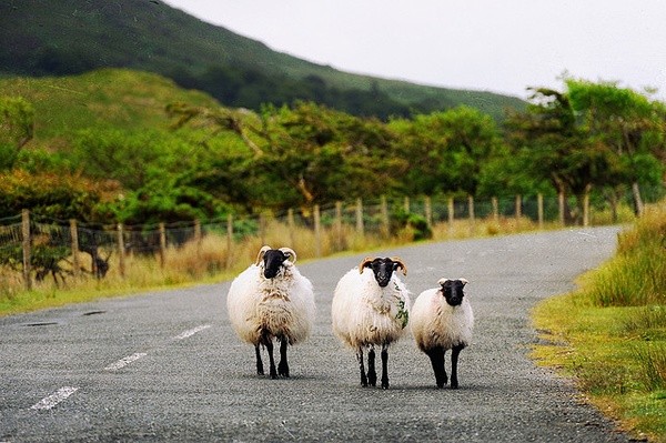 三陽(yáng)開泰 三陽(yáng)開泰