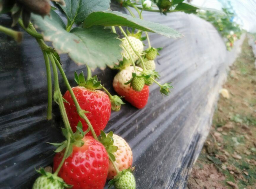 江寧谷里草莓 江寧谷里草莓